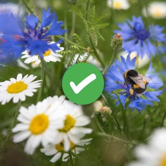 Bee in wildflower meadow with tick overlaid